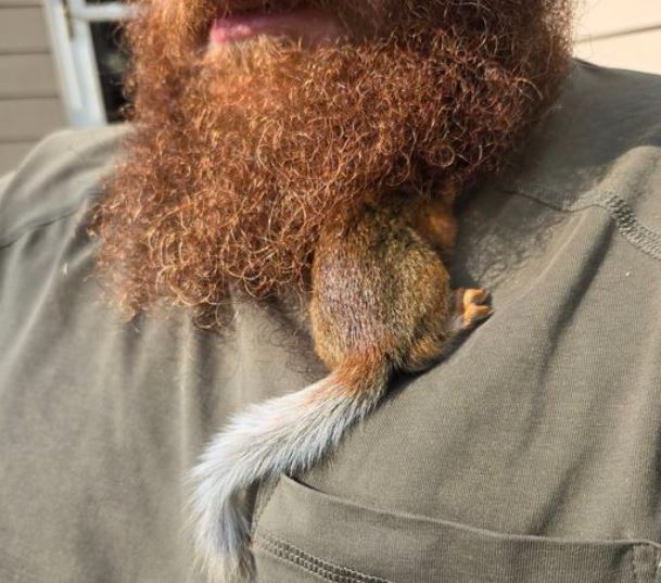 squirrel hides in a man's beard